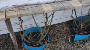 Секреты весеннего открытия роз. Как не потерять розы весной.