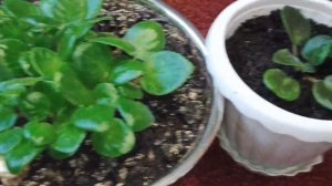 Фиалки. В какой горшок сажать: Большой или Маленький?