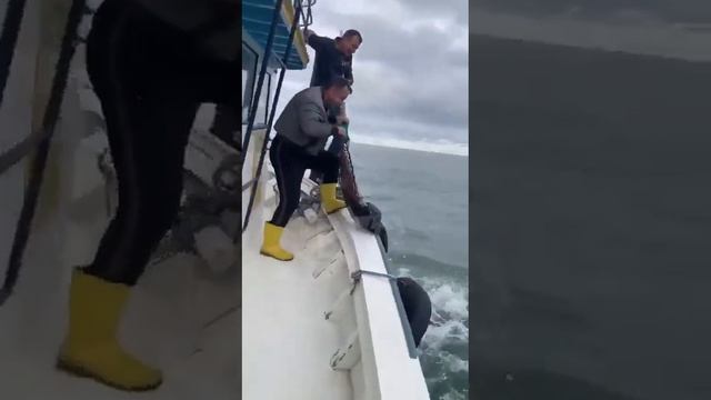 Турецкие рыбаки выловили в Черном море... медвежонка