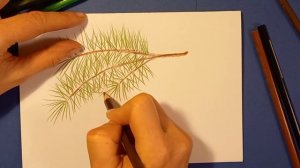 Как нарисовать шишку / Рисунок шишка карандашами / How to draw a pine cone / Pinecone drawing