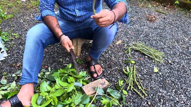 തിങ്കളാഴ്ച വയനാട് വരുന്നവർ ഇങ്ങോട്ടും വന്നോളൂ ❤️ Wayanadan Touch Garden Plant Sale❤️ കർക്കിടക വാവ് смотреть онлайн