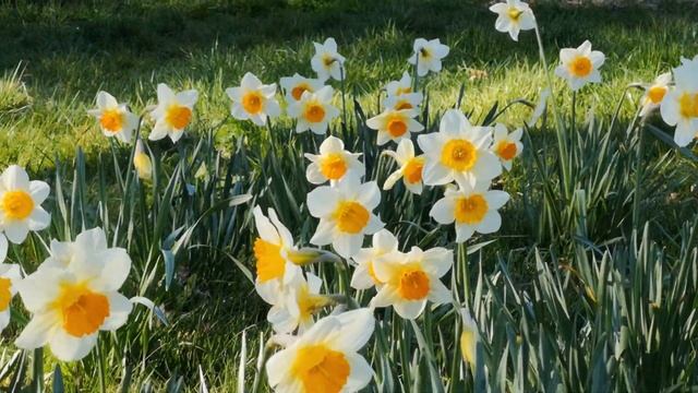 О чём звенит весна капелями/ Автор – Пиктограмм/Читает Татьяна К.С/СтихиЯ*** смотреть онлайн