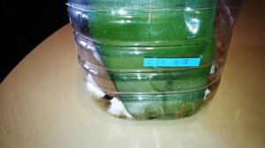 ХОРОШО ИЛИ ПЛОХО. ИСПОЛЬЗУЕМ КОРНЕВИН.ГДЕ БЫСТРЕЕ НАРАСТИТ ОРХИДЕЯ КОРЕШКИ.