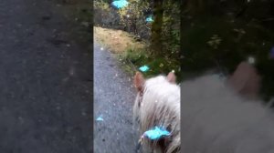 Ты скачи, скачи моя лошадка. Песенка «Лошадка» Клоун Плюх.