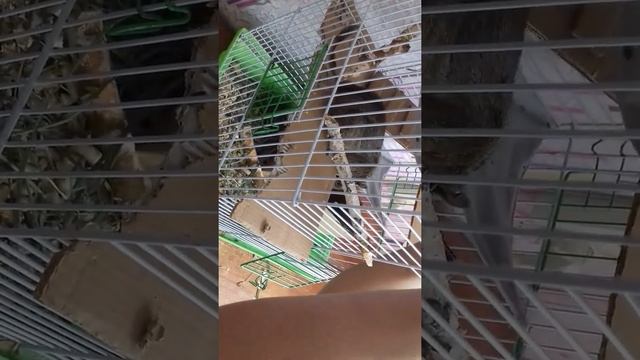 Обустраиваем новую клетку для дегу /купили клетку смотреть онлайн