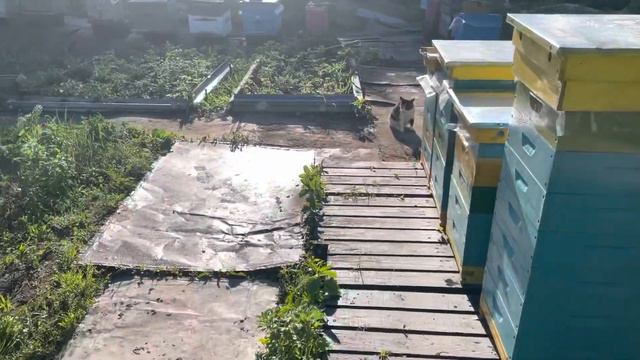 Где майский мёд в Подмосковье смотреть онлайн