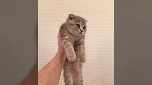 Как растет котенок первые пол года смотреть онлайн
