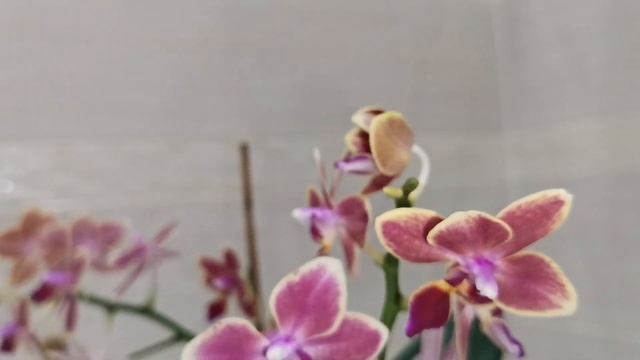 Sweet girl, Phoenix, Sapphire и другие орхидеи. Домашнее цветение орхидей в мае. смотреть онлайн