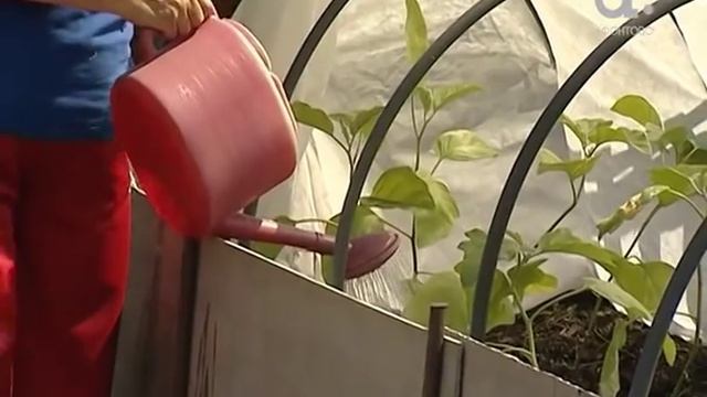 Голова садовая. Как выращивать баклажаны и перцы в парнике смотреть онлайн