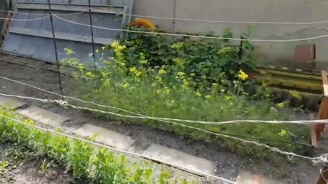 Ейск?Купили три тонны песка. Зачем? Ливневые дожди с грозой не прекращаются. Когда это закончится!? смотреть онлайн