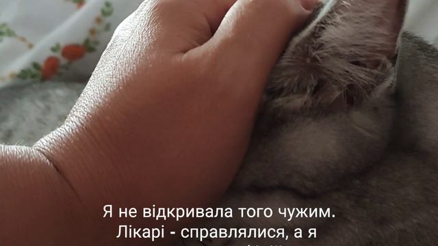 Котик вполював осу... Даремно. смотреть онлайн