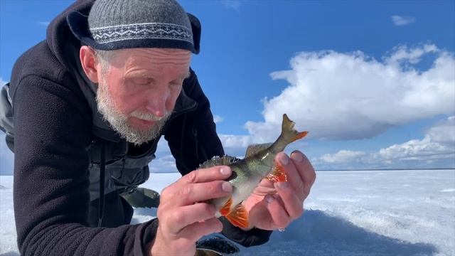 Рыбинский коряжный чёрный окунь не давал опускаться балансиру! Очумелый клев жирных окуней смотреть онлайн