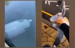 Смешные приколы Февраль 2023 #91