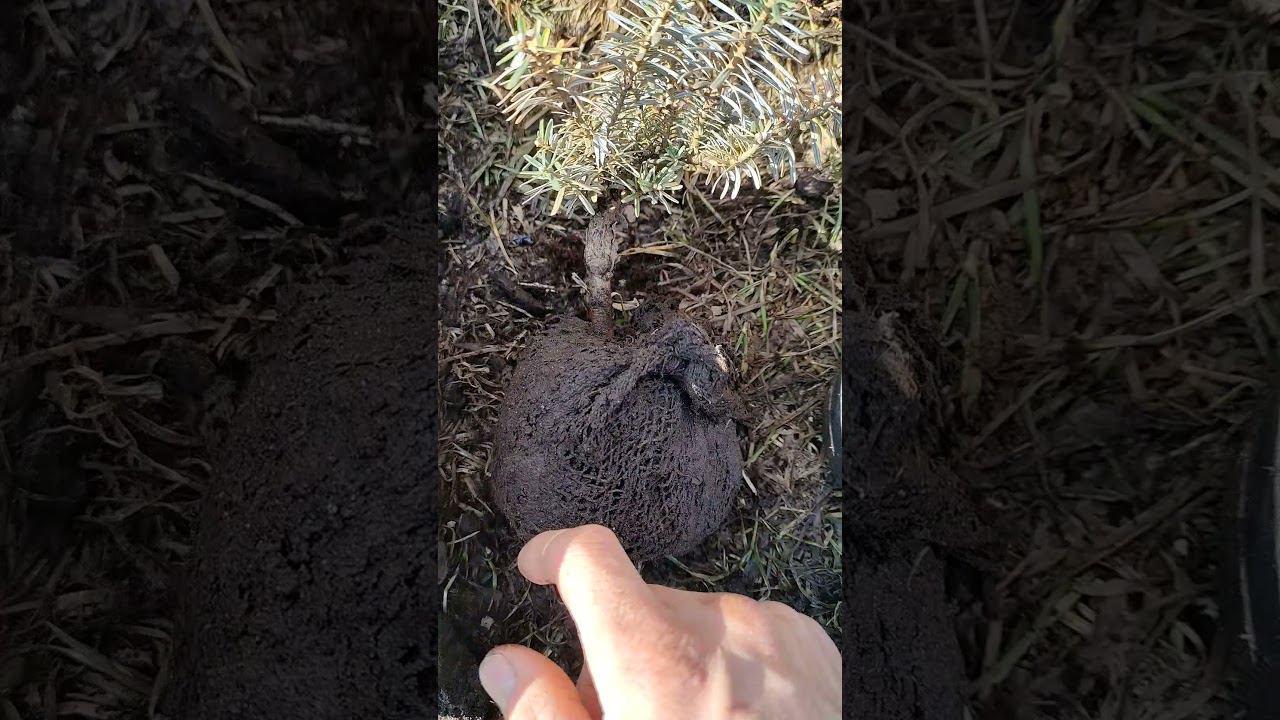 осторожно. сетка в корнях пихты. питомник дароб