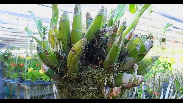 САД ОРХИДЕЙ НА ПХУКЕТЕ, сады, орхидеи Таиланд | PHUKET ORCHID GARDEN смотреть онлайн