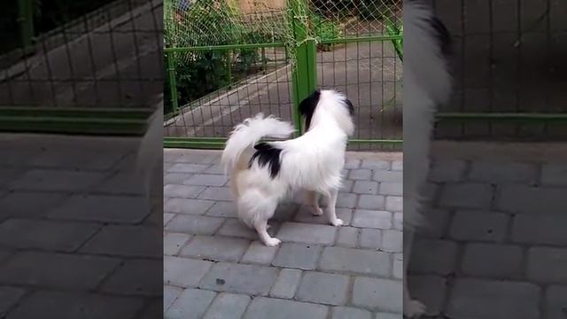 Японский хин смотреть онлайн