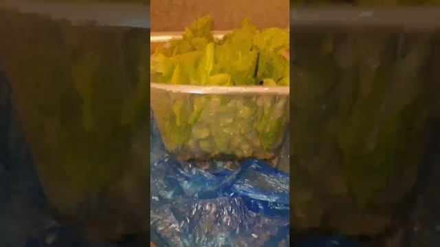 Как сохранить салат свежим на месяц смотреть онлайн