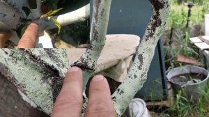 Персик на сливе,  прошло два года, результат порадовал, так сможет каждый...