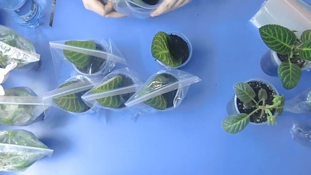 ?Глоксинии, посадка листьев, результаты моего выращивания ! ??How to grow gloxinia part №21 смотреть онлайн