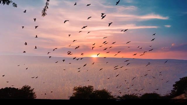 Birds Flying Video Background No Text No Sound Птицы в природе смотреть онлайн