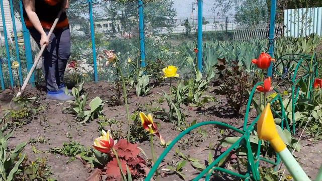 ОДИН ДЕНЬ ИЗ ЖИЗНИ САДОВОДА. ОГОРОДНЫЕ ХЛОПОТЫ. смотреть онлайн