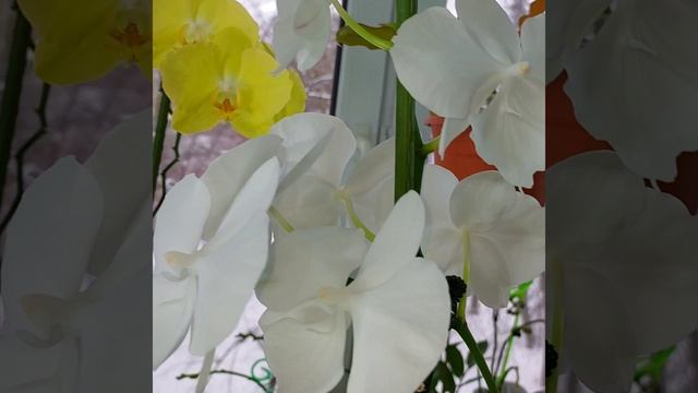 Наверно, это мой рай... ? #песня #зима #снег #окно #цветы #растения #орхидеи #фаленопсис #shorts смотреть онлайн