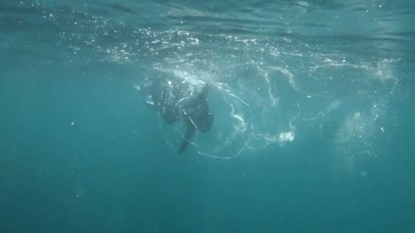 Seabike снорклинг на черном море