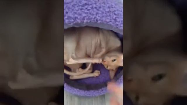 Мой кот|| Донской сфинкс смотреть онлайн