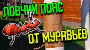 Ловчий пояс от муравьëв на яблонях