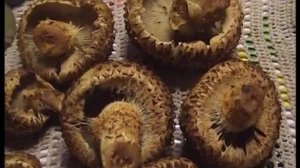Грибы Чешуйчатки. Как распознать. Как приготовить. Строфарии.