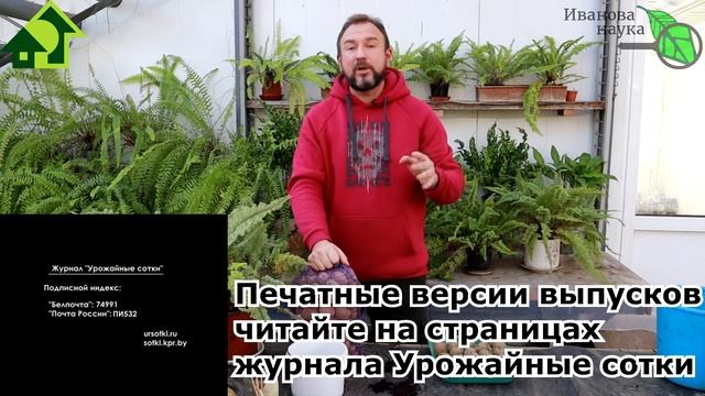 УРОЖАЙ КАРТОФЕЛЯ ГОРАЗДО БОЛЬШЕ. СХЕМА ПОЛУЧЕНИЯ ИДЕАЛЬНЫХ ГЛАЗКОВ КАРТОФЕЛЯ ПЕРЕД ВЫСАДКОЙ КЛУБНЕЙ смотреть онлайн