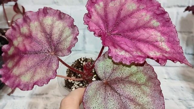Попытка выбрать 10 лучших не удалась. Семена бегоний. смотреть онлайн