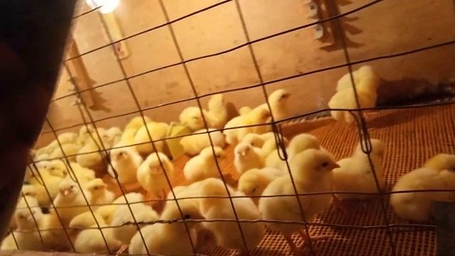 Выращивание Бройлеров В Домашних Условиях. Новое Помещение Для Бройлеров. смотреть онлайн