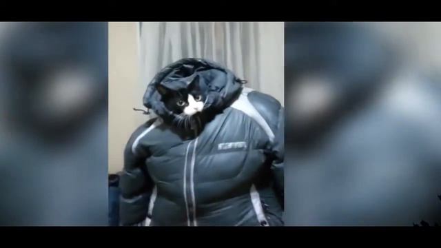 Робо кот из будущего! / Funny animals! Fun! смотреть онлайн