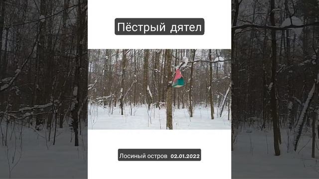 Пёстрый дятел/Mottled woodpecker 02.01.2022 #лесопарк #зима #дятел #shorts смотреть онлайн