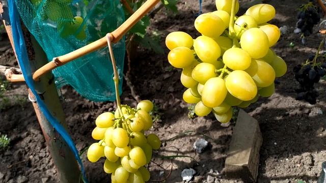 Мускат Дубовский-ранний,урожайный,вкусный мускат