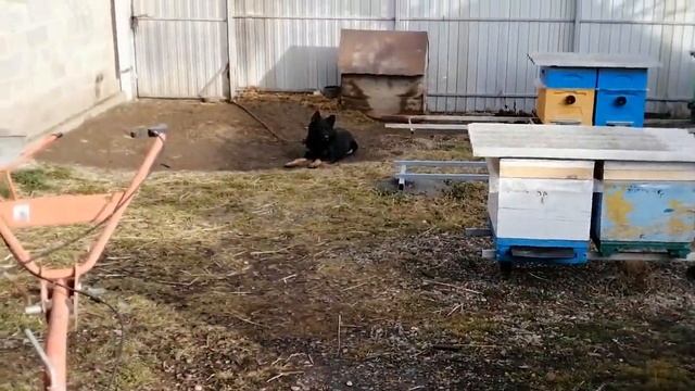 Это нельзя Котам давать но Кот Сеня это любит и ест.