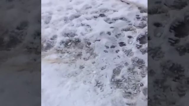 как зашить парашют испанка и как правильно подвязать карманы смотреть онлайн