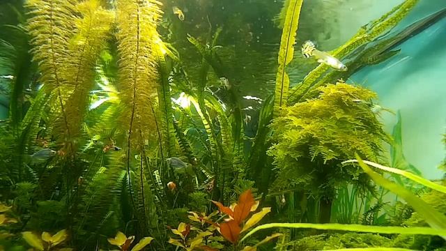 Аквариум под водой. смотреть онлайн