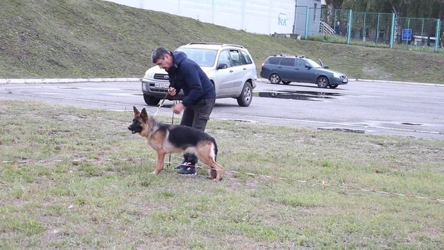 Хендлинг немецкой овчарки в Саранске! смотреть онлайн