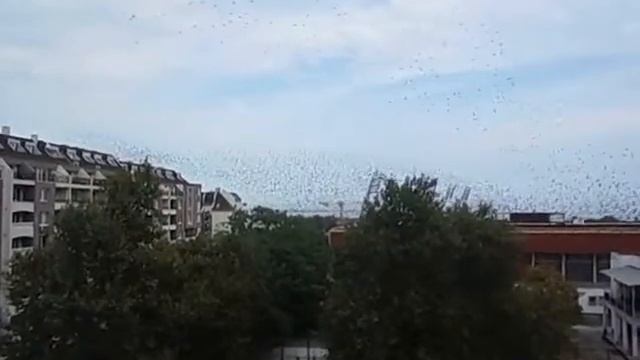 Осень. Снова птицы в стаи собираются. Миллион скворцов. Бургас. смотреть онлайн
