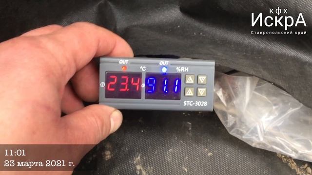 Прививка Арбуза на межвидовую тыкву. Первый опыт. смотреть онлайн