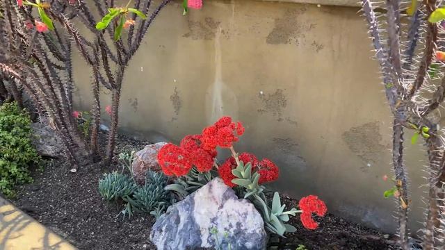 Succulent Coral Reef 2.0