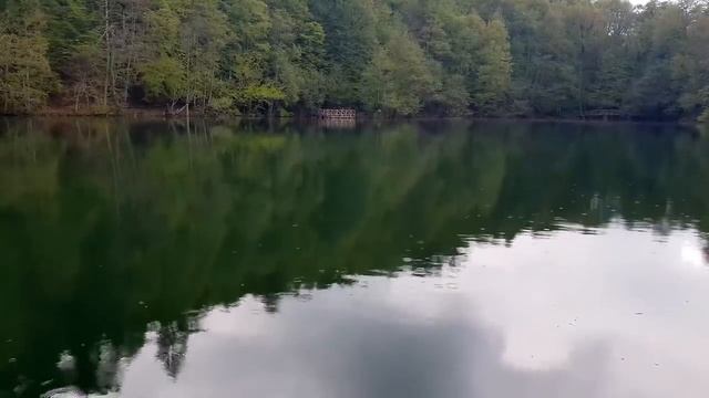 Храбрый рысёнок отважно ринулся спасать маленького друга. Если бы не он, случилось бы страшное! смотреть онлайн