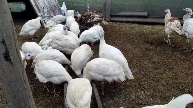 ЦАРСКАЯ ПТИЦА! ЛОПУХОВЫЕ КУРЫ! ОГРОМНЫЕ УТКИ, ЦИПЛЯТА С МАГАЗИНА! ОБЗОР ХОЗЯЙСТВА! ИНКУБАЦИЯ ЯИЦ