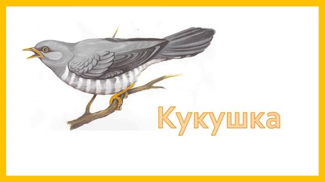 Дидактическая игра для дошкольников "Отгадай загадки: птицы" смотреть онлайн