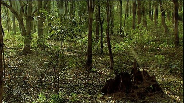 Animals of the Jungle. Land of Dragons | Nature - Planet Doc Full Documentaries смотреть онлайн