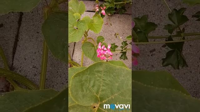 Мотылёк Бражник. Чудесное божье творение. смотреть онлайн