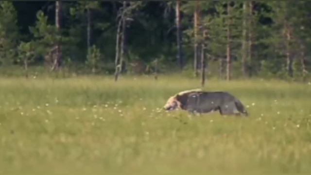 Волки мы в ночных лесах смотреть онлайн
