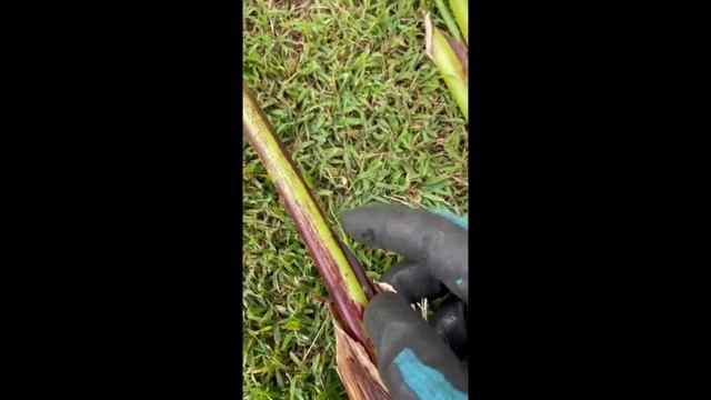 Heliconia propagation from garden. смотреть онлайн